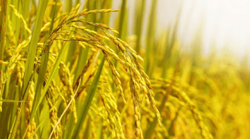 TV Samsung đang giảm giá mạnh