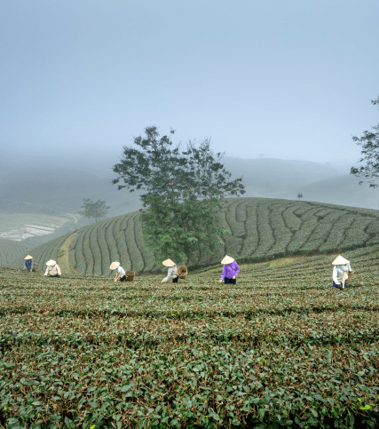 Công ty TNHH sản xuất | phân bón Sgreen